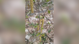 В Воронежской области на 2 недели раньше срока зазеленела берёза 