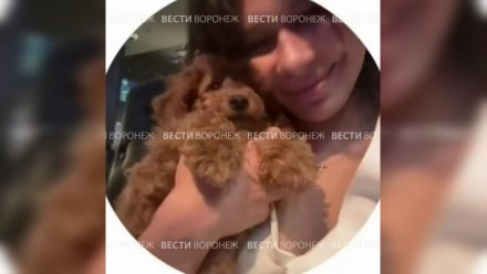 Собака выпускницы воронежского журфака умерла спустя неделю после автокатастрофы