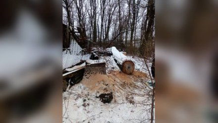 Самовольная вырубка 70-летнего дуба в Воронежской области привела к полицейской проверке