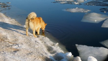 В Воронежской области потеплеет до +10 во второй день года