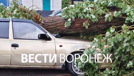 Дерево разбило припаркованную у дома в Воронеже Daewoo Nexia