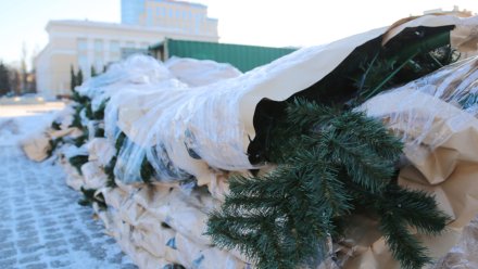 На главной площади Воронежа начали монтировать новогоднюю ёлку за 15 млн