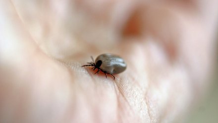 Более 2000 воронежцев обратились к медикам после укусов клещей