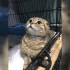 Воронежские ветеринары оценили состояние кошки с отрубленным хвостом