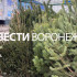 В Воронеже официально открылись ёлочные базары