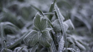 «Автодор» предупредил воронежских автомобилистов о снеге на трассе М-4