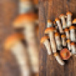 Воронежские грибники похвастались небывалым уловом с «тихой охоты»