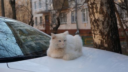 В центре Воронежа люди отбили у кошки летевшего на юг коростеля