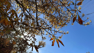Экологи поставили диагноз досрочно пожелтевшим каштанам в центре Воронежа 