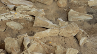 Тайны каменного века. В воронежском музее «Костёнки» показали новые находки