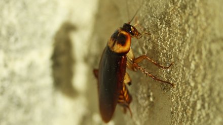 Жители воронежского посёлка пожаловались на полчище бегущих от соседа тараканов