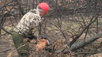 В Воронежской области упорядочат заготовку и продажу леса