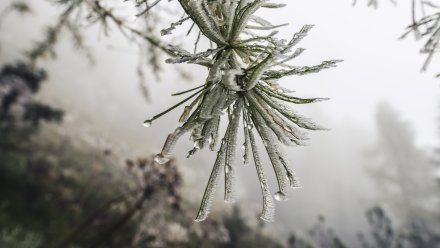 До +1 градуса потеплеет в Воронежской области