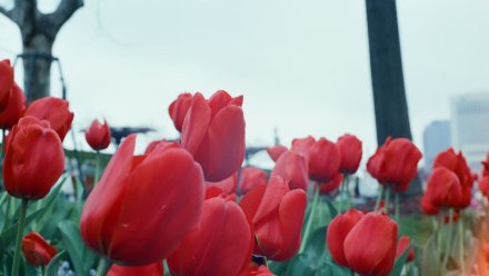 В воронежском «Червлёном Яре» пройдёт праздничный концерт в честь Дня Победы