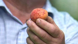 Воронежский агроном рассказал о борьбе с распространённой болезнью абрикосов