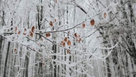 Морозы сменятся потеплением до +4 в Воронежской области