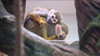 В Воронежском зоопарке поселились крохотные обезьянки Чип и Дейл