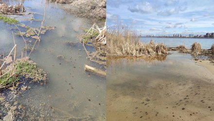 Воронежские экологи проверят место массовой гибели птиц у водохранилища