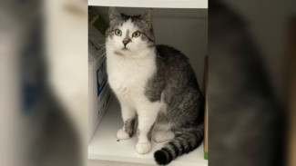 В Воронеже нашли сбежавшего при пожаре в «Мяуруме» кота