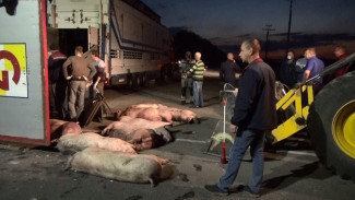 В перевернувшейся фуре в Воронежской области погибла 71 свинья