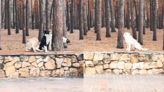 Стая собак оккупировалиа парк «‎Танаис»‎ в Воронеже