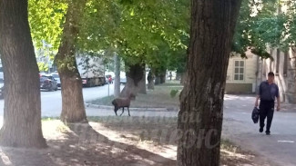 Овцу заметили на улицах Воронежа