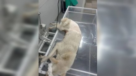 Воронежцы спасли от смерти сбитую машиной собаку и её щенков