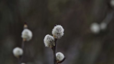 В Воронеже синоптики рассказали о погоде в начале новой недели