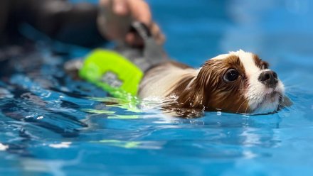В Воронеже открылся первый бассейн для собак