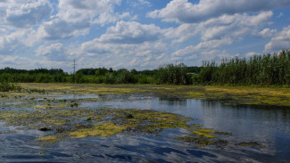 Воронежские экологи взяли пробы воды из Тихой Сосны после сброса стоков