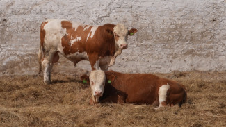 Воронежец предложил бизнесменам вложиться в несуществующую ферму и попал под дело