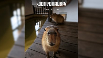 В воронежской Нелже поселилась пара капибар