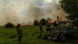 Мощный пожар случился на болотах у воронежского села: появилось видео