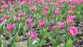 В Воронеже неожиданно рано распустились тюльпаны