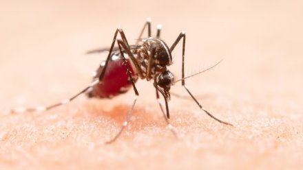 Июньские дожди стали причиной нашествия комаров в Воронежской области