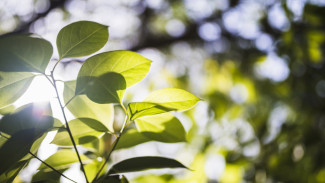 Август-2025 стал самым холодным за последние 16 лет в Воронежской области