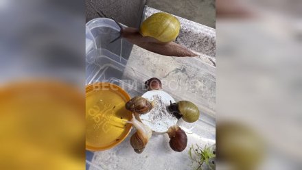 На воронежской почте спустя неделю спасли находившихся на грани смерти улиток