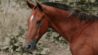 Умер пострадавший от удара лошади работник воронежского племзавода