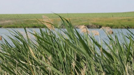 В Воронежской области 9-летний мальчик ушёл купаться на реку и пропал