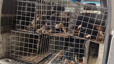 Семь агрессивных собак навсегда отправили в приют после жалоб воронежцев