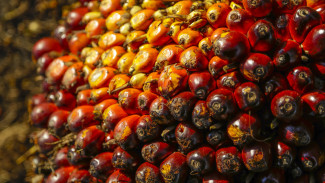 Не вреднее сливочного. Воронежские эксперты развеяли мифы о пальмовом масле