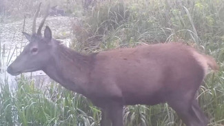 Лосей и благородных оленей заметили у водопоя в воронежском заповеднике
