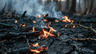 В Воронежской области продлили запрет на въезд в леса и разведение костров