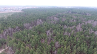 Почти 1700 га леса посадят в Воронежской области