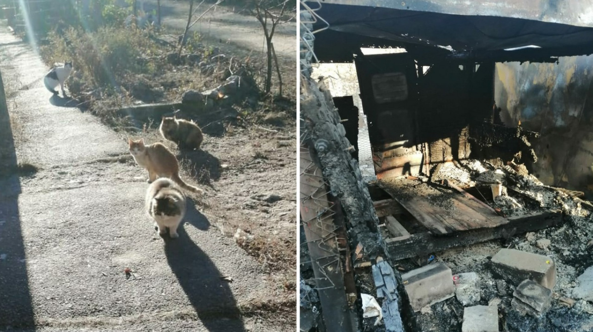 Пожар в частном доме в Павловске. Сгорели животные в частном доме. У кошки сгорел дом. Кошка сгорела