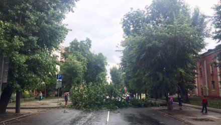 Рухнувшее во время урагана дерево перекрыло дорогу в центре Воронежа