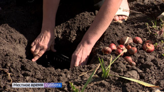 Воронежский агроном рассказала, когда и как сажать тюльпаны