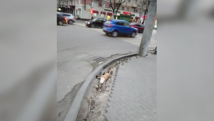 На остановке в центре Воронежа нашли труп лисы