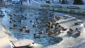 Сотня уток поселилась на замёрзшем озере воронежского Центрального парка
