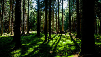 В Воронежской области перевыполнили основной показатель проекта «Сохранение лесов»